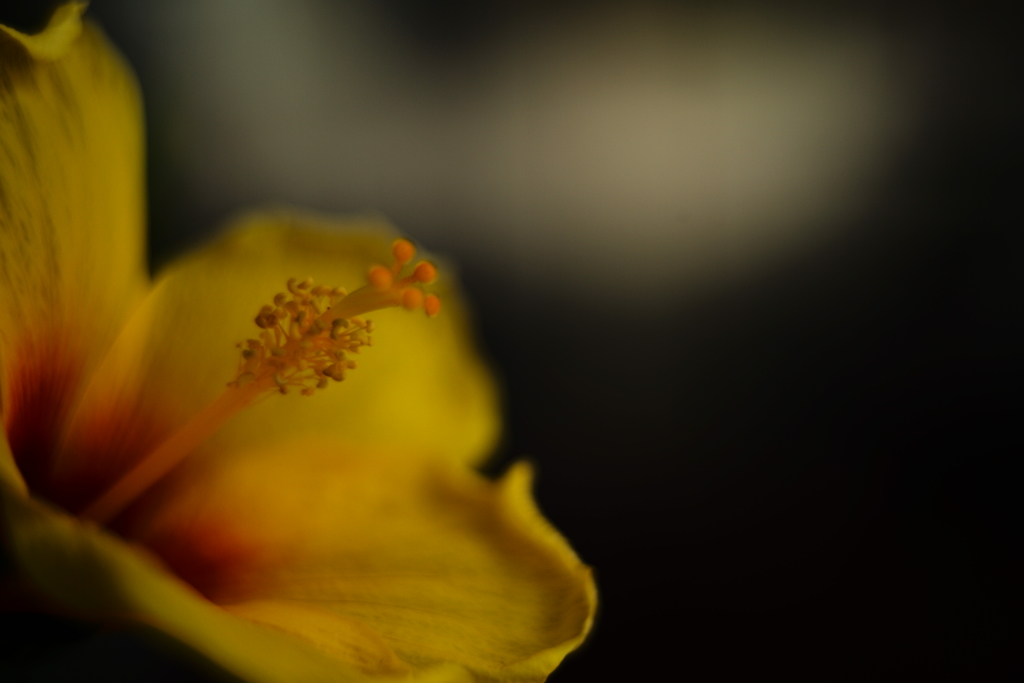 KERN-MACRO-SWITAR 50mm f/1.9 AR
