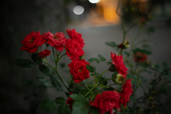 red shadow