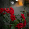 red shadow