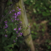 SUMMILUX-LOVE