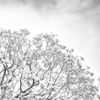 M10MONOCHROM