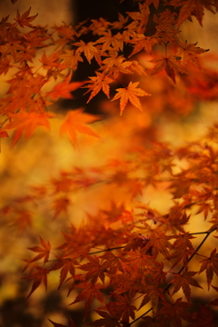 原点にして頂点 Ⅳ