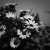 MONOCHROME LIGHT