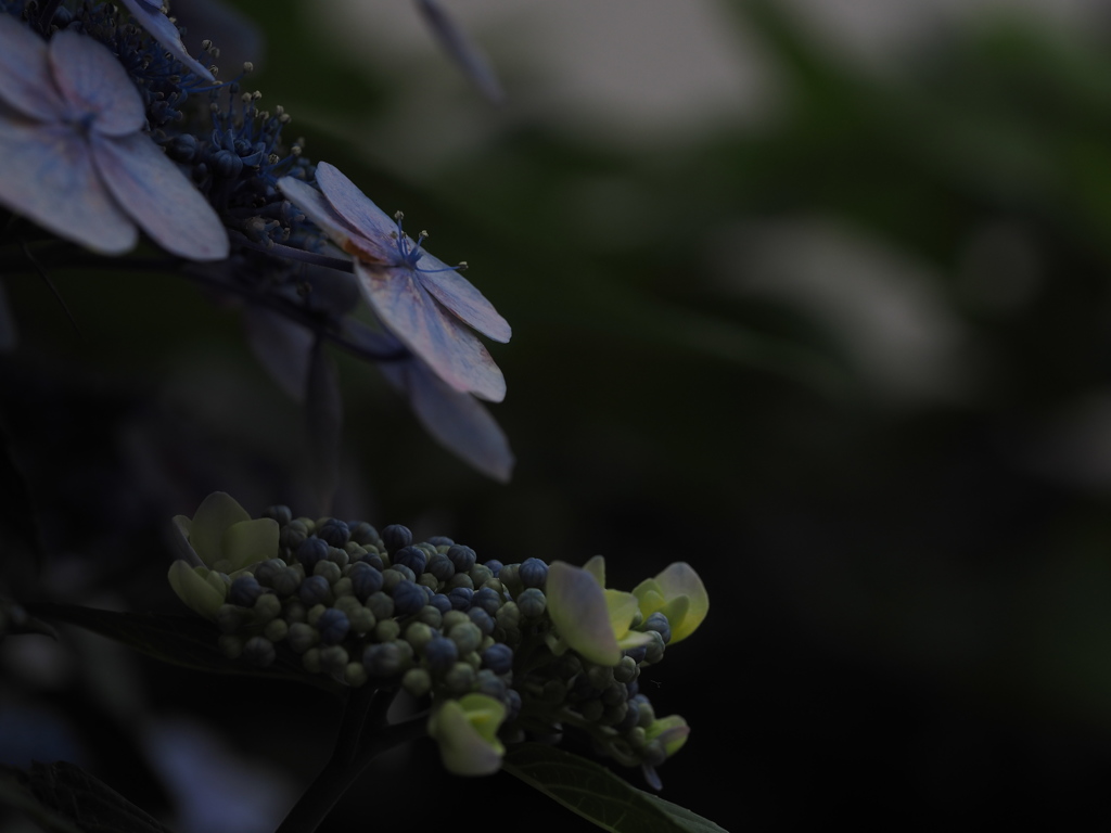 紫陽花は瑞光とともに・・・・