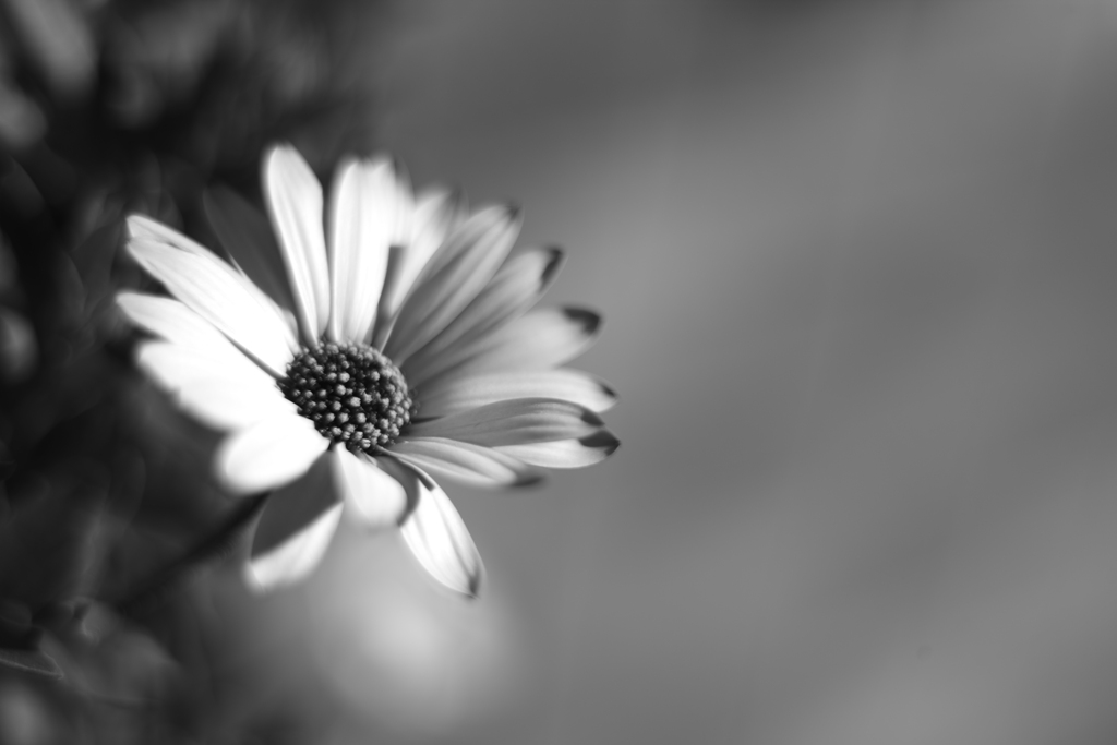 MM MACRO-SWITAR