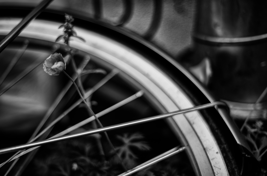 それでも咲くもの