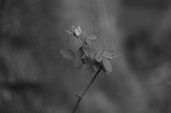 a rose