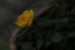 瑞光ノ薔薇