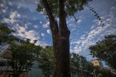 表な参道　