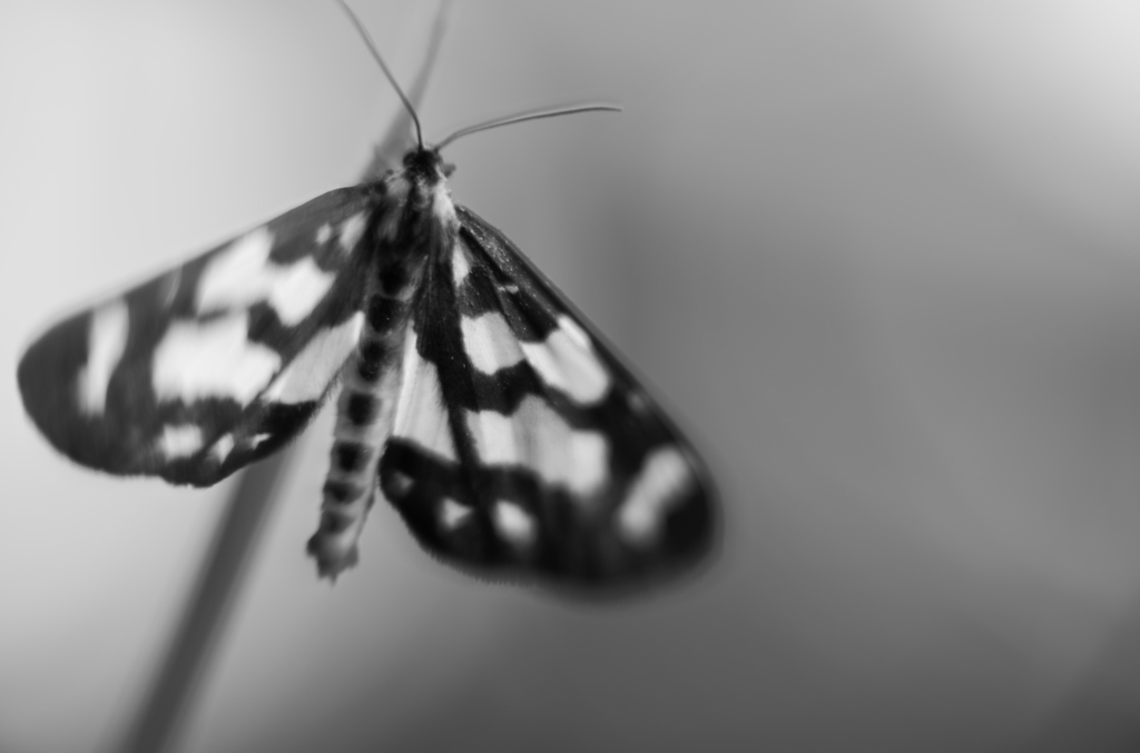 The Moth