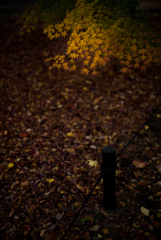 JAPAN-MAPLE RUSH ３