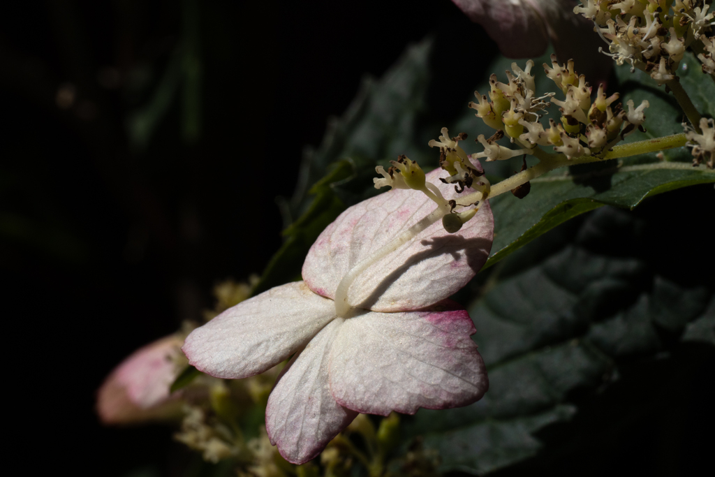 山紫陽花
