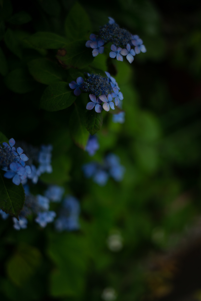 紫陽花アンダー