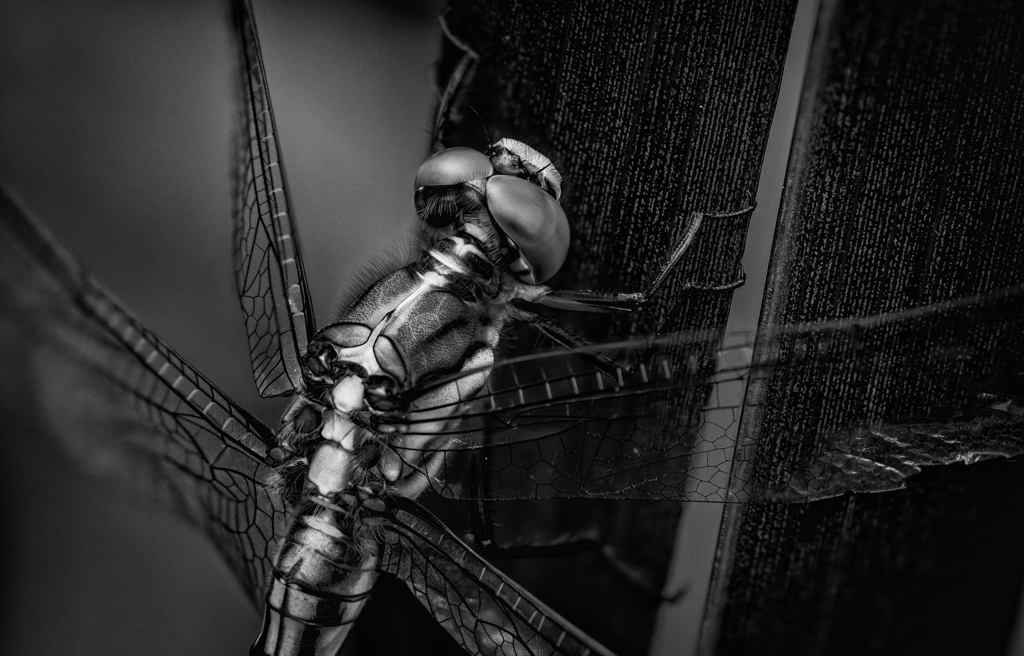 a Dragonfly 2 (Ver.Monochrome)