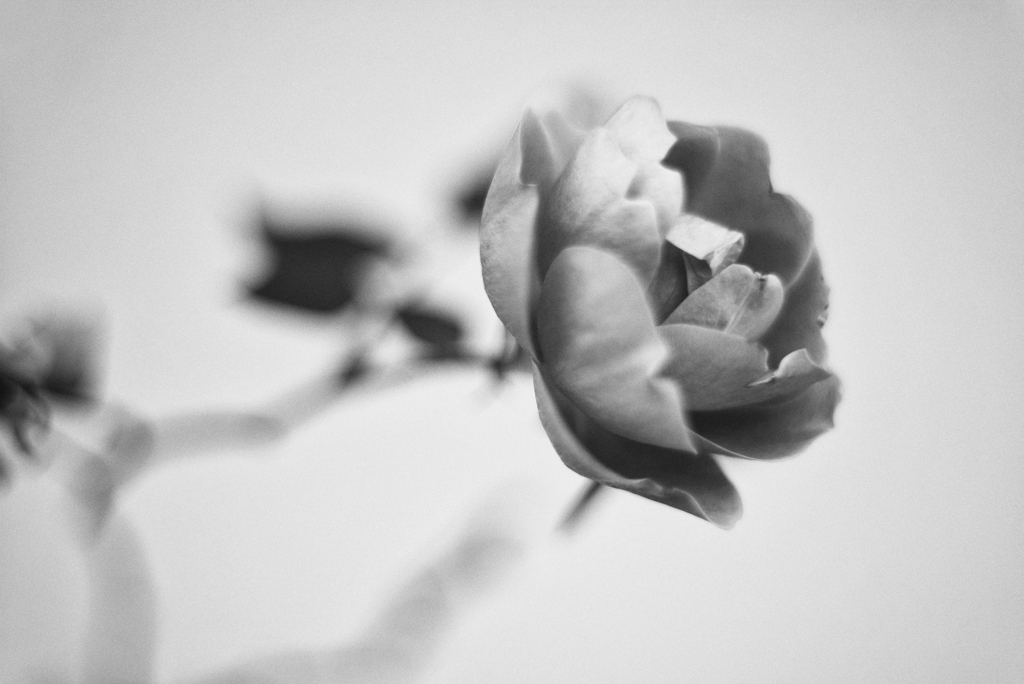 MM ROSE