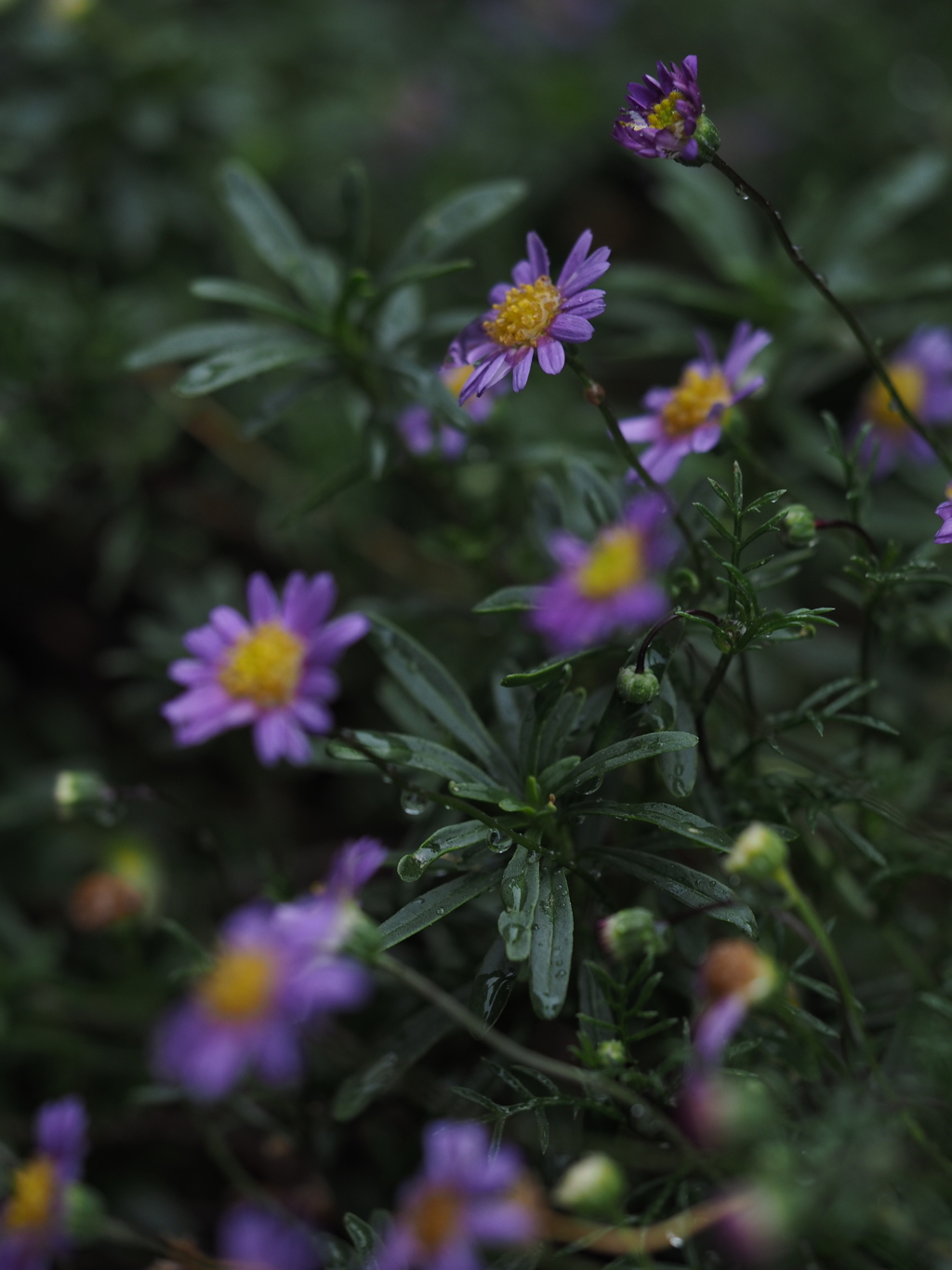 PUrpLE rAiN