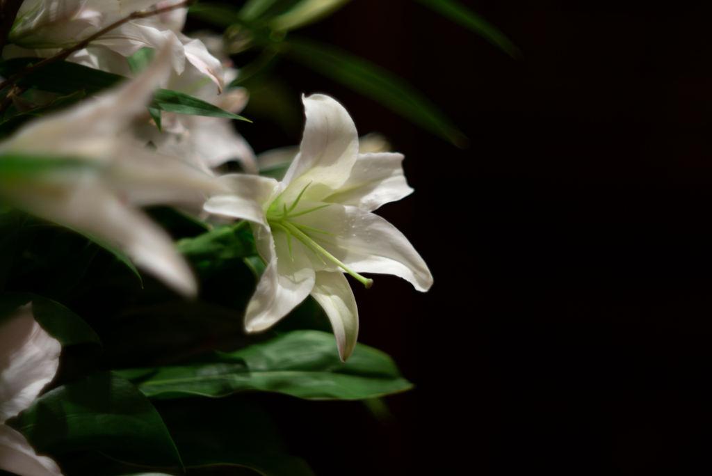 SUMMAREX LILIES