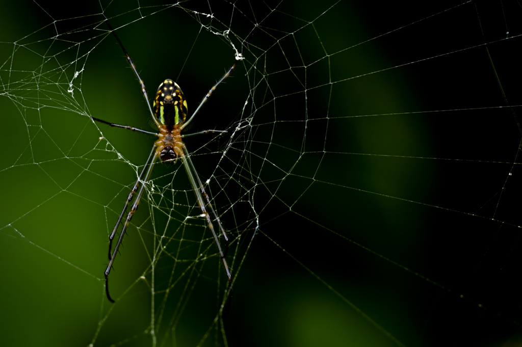 Spider Spin