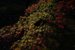 LOVE'S MAPLE