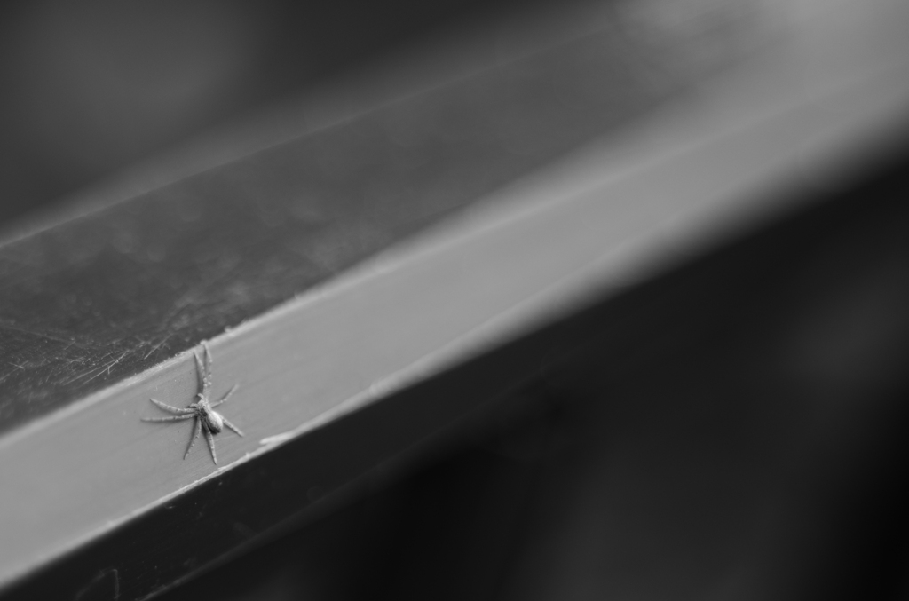 Spider Spin