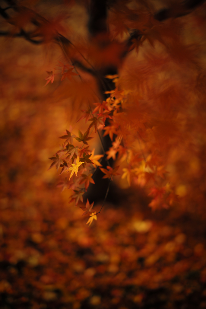 愛のSUMMILUX