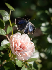 薔薇と小灰蝶