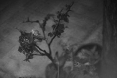 夜は薔薇