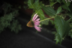 小雨ノ散歩　　其ノ参