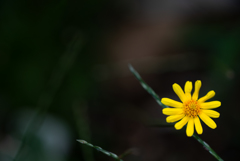 Dyssodia Soul