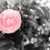 超CAMELLIA