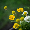 愛のSUMMILUX