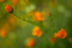 MACRO-SWITAR LOVE
