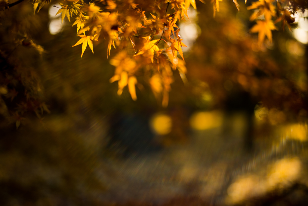 JAPAN-MAPLE RUSH ７  〜SUMMILUX-GHOST〜
