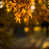 JAPAN-MAPLE RUSH ７  〜SUMMILUX-GHOST〜
