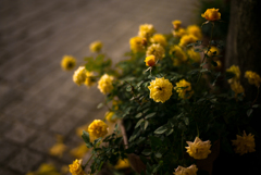 SUMMILUX-ROSES (Ver.color)