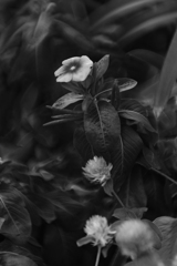 千日紅と日々草