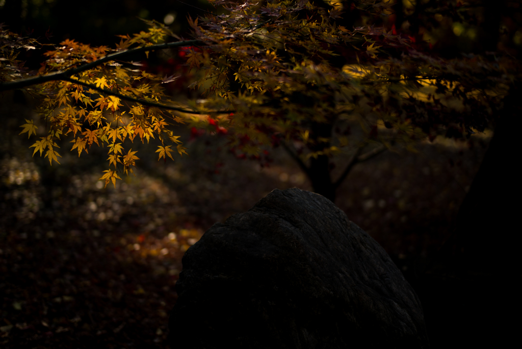 JAPAN-MAPLE RUSH 11