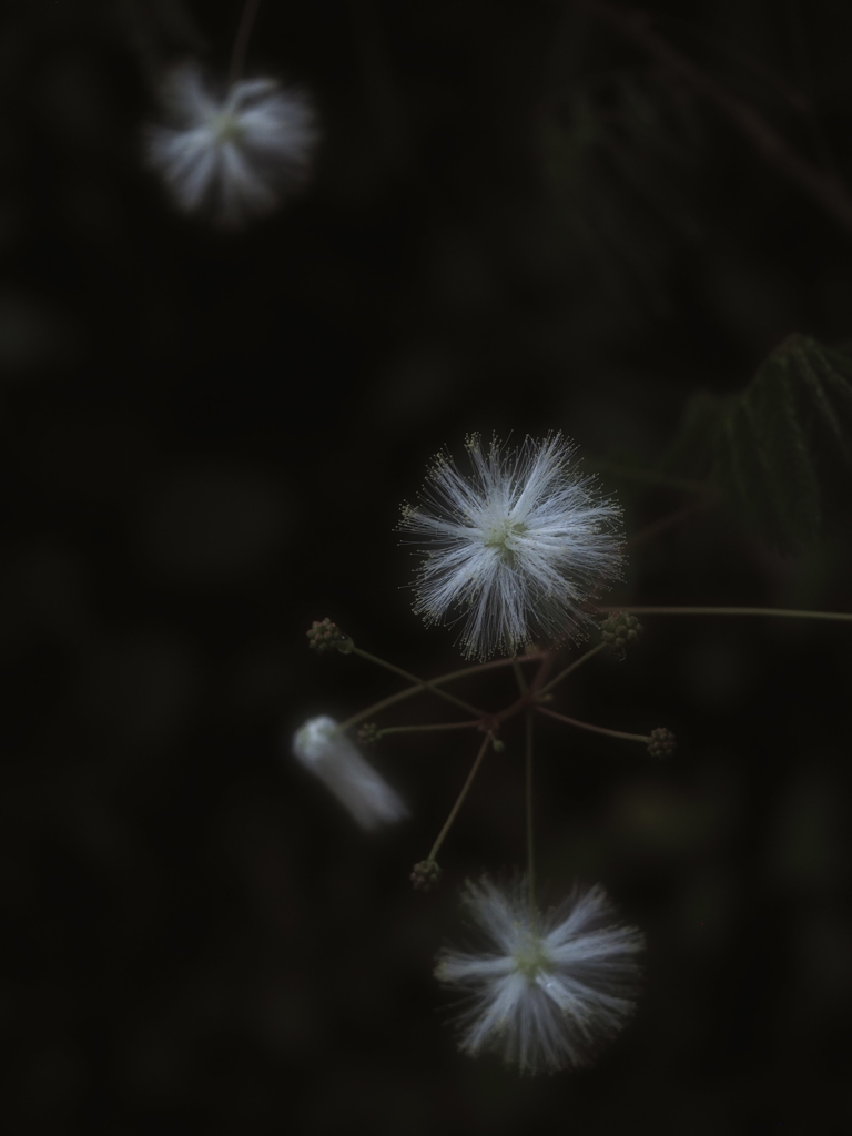 梅雨雪
