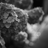 Hydrangeas