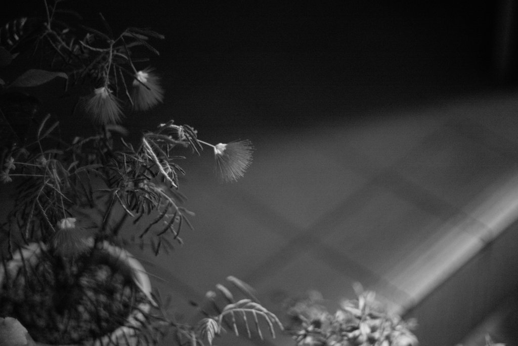 SUMMAREX COMPOSITION