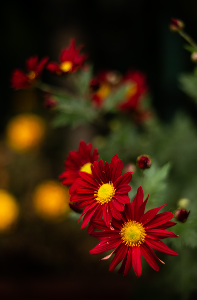 MACRO-SWITAR LOVE