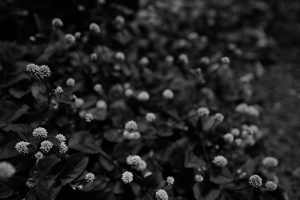 腐海の森