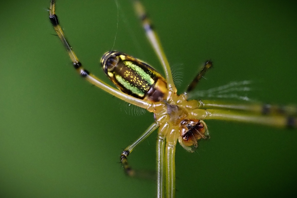 SPIDER SPIN