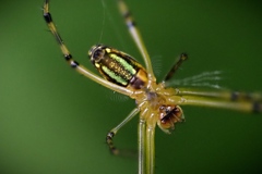 SPIDER SPIN