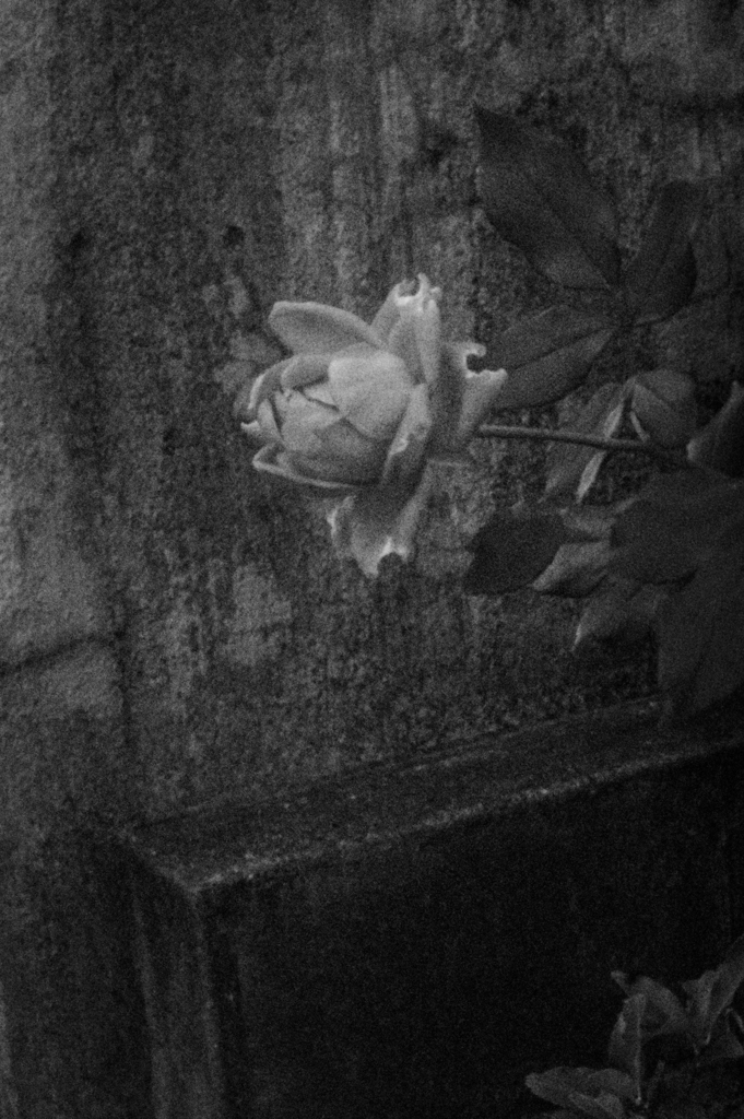 a rose