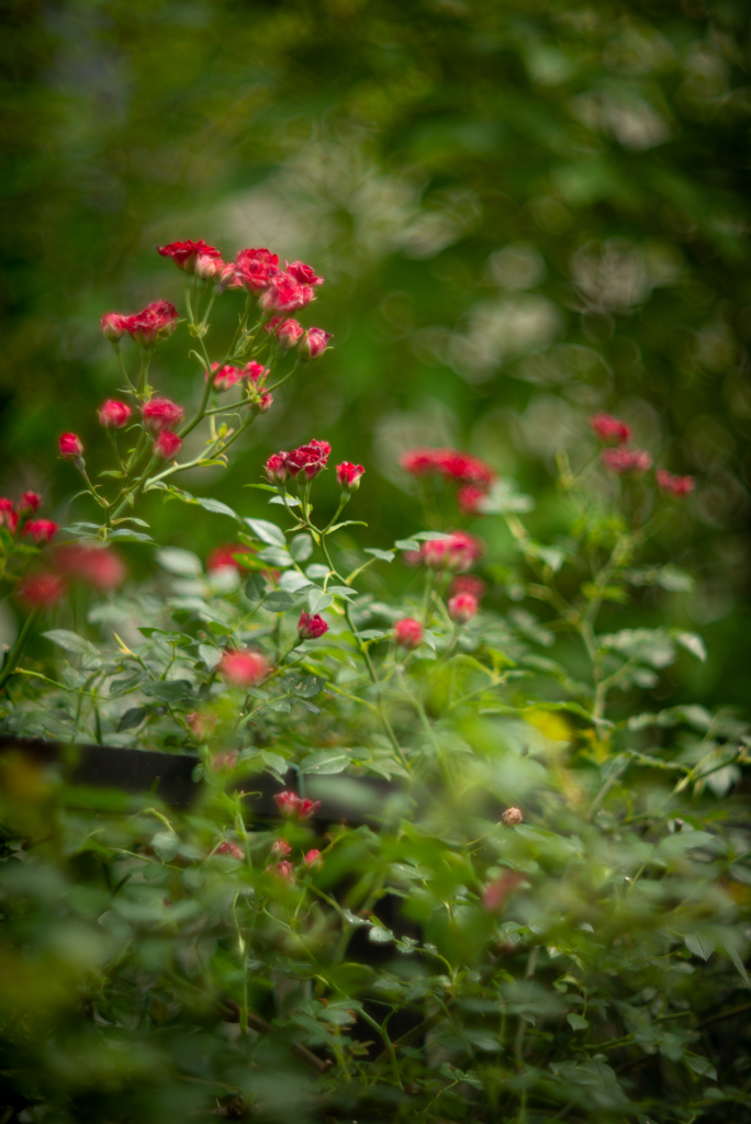 SUMMAREX ROSES