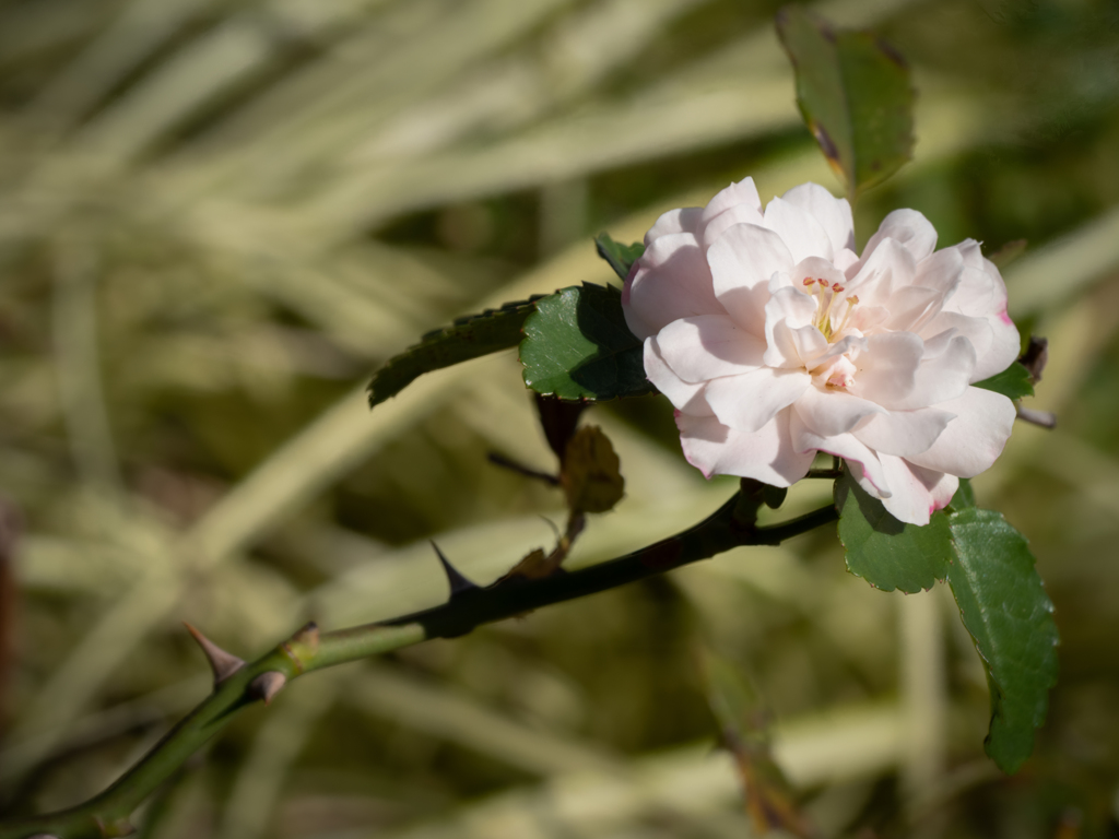 小さな薔薇一輪