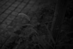 狗尾草