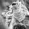 一日一撮　〜虎王〜