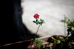 a rose